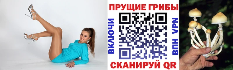 Галлюциногенные грибы Psilocybine cubensis  Сертолово 